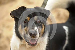 Friendly White and Red Mixed Breed Dog