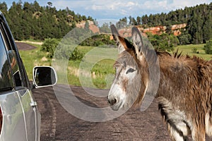 Friendly wild burro