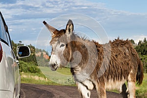 Friendly wild burro