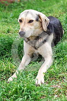 A friendly yard sterilized dog lies on the green grass