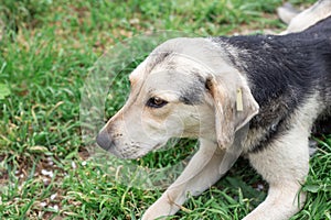 A friendly yard sterilized dog lies on the green grass