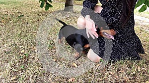 Friendly young woman playing with her little dog sitting in the summer park outdoors.