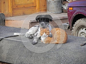 Friends cat and dog having rest