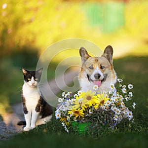Friends a cat and a dog are sitting in a sunny summer garden with a bouquet of wildflowers