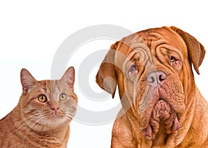 Friends. Close-up portrait of brown cat and dog