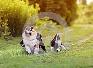 Friends a corgi dog in a superhero costume and a cat run through the green grass in a summer garden