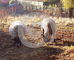 Friends Country Sheep