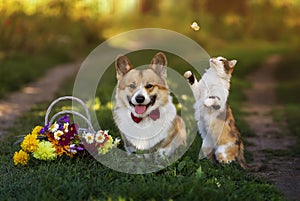 Friends dog and cat are sitting in the  garden with a bouquet and catching butterflies