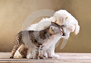 Friends - dog and cat together