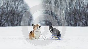 friends dog corgi carries a striped cat on a sled in winter park
