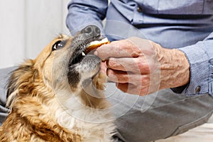 Friends forever: man feeding his lovely dog