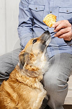 Friends forever: man feeding his lovely dog