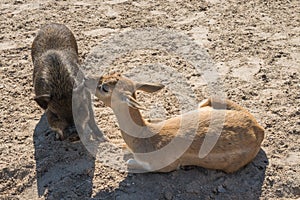 Unlikely Friendship between Potbelly Pig and a small Doe photo