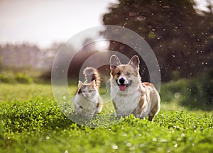 friends red cat and corgi dog walking in a summer meadow under the drops of warm rain