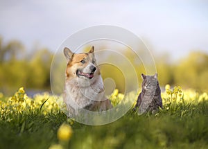 Friends striped cat and corgi dog sit on a blooming summer sunny meadow