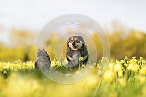 friends striped cat and dog happy sitting on a blooming summer sunny meadow