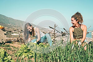 Friends working together in a farm house - Happy young people harvesting fresh vegetables in the garden house