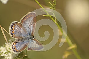 Friendship of the butterflies photo