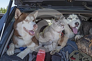 Friendship cat and dog. Two husky dogs and cat with blue eyes in the trunk car. photo