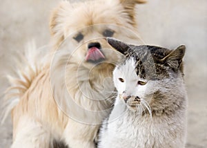 Friendship between cat and puppy photo