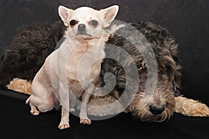 Friendship between Chihuahua and Aussiedoodle