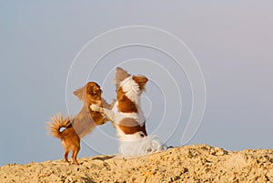 true friendship concept of two small dogs chihuahua pets hugging each other standing on sand on blue sky with copyspace background