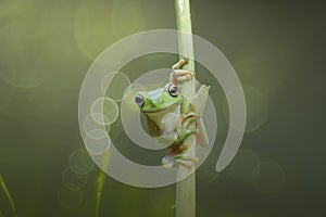 animals, dumpy frog, amphibians, treefrog, animal-wildlife, reptiles, bokeh, indonesia, animal, nature, wildlife, mammals, green, photo