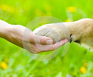 Friendship between human and dog - shaking hand an