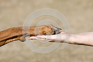 Amistad hombre contra el perro 