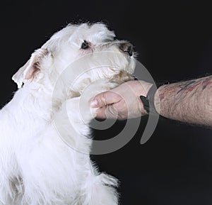 Friendship Human vs Dog. Dog paw and human hand are doing handshake black background