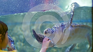 Friendship of the little girl and the tortoise. Child impressions about the underwater world and its inhabitants