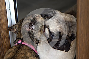 Friendship, love cats and dogs. cat licking pug dog