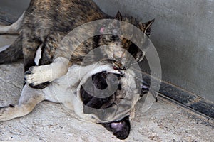 Friendship, love cats and dogs. cat licking pug dog