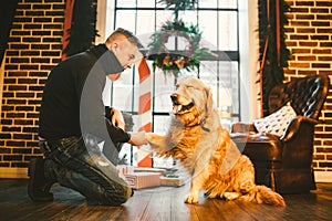 Friendship of man and dog. Pet golden retriever breed labrador shaggy dog. A man trains, teaches a dog to give a paw, to execute c