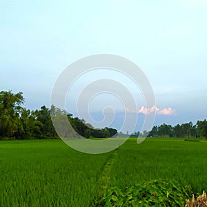 Friendship with sky and  butiful green paddy photo