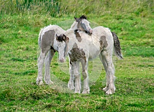 Friendship of two little foals