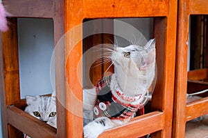 Friendship of the two striped cats, orange and grey. Beautiful feline cat at home. Domestic animal. The cat hid under the table