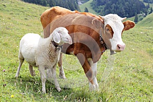 Friendship with white sheep and little cow