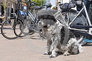 Friese Stabij, Frisian pointer or Stabyhoun dog sitting on the pavement with bikes in a village