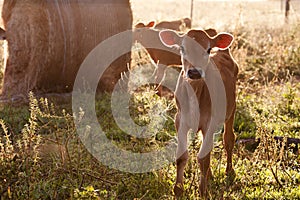 Latticini una mucca il vitello piedi nell'erba 