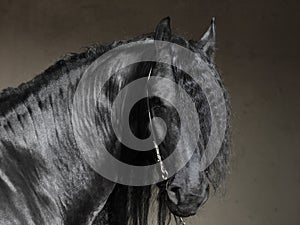 Friesian black horse portrait on dark background