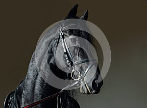 Friesian black horse portrait in a dark stable