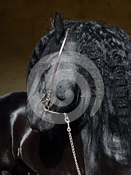 Friesian black horse portrait in a dark stable