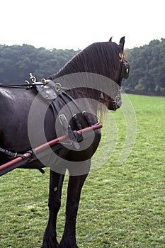 Friesian carriage horse