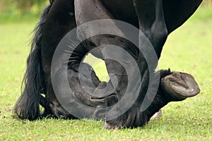 Friesian close-up photo