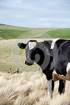 Friesian cow photo