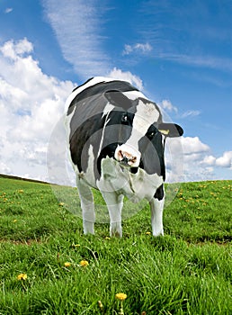 Friesian Cow photo