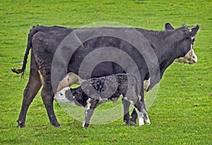 Friesian cow mother of newborn calf in a paddock country Victoria