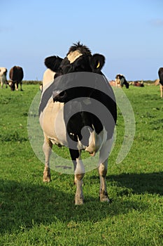 Friesian Cow Out In The Field, England.