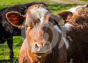 Friesian Cow Portrait